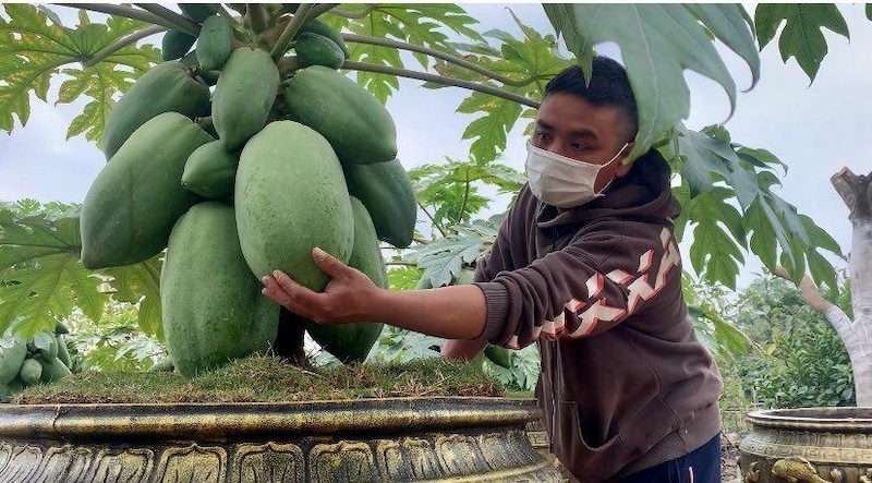 Mơ thấy quả đu đủ