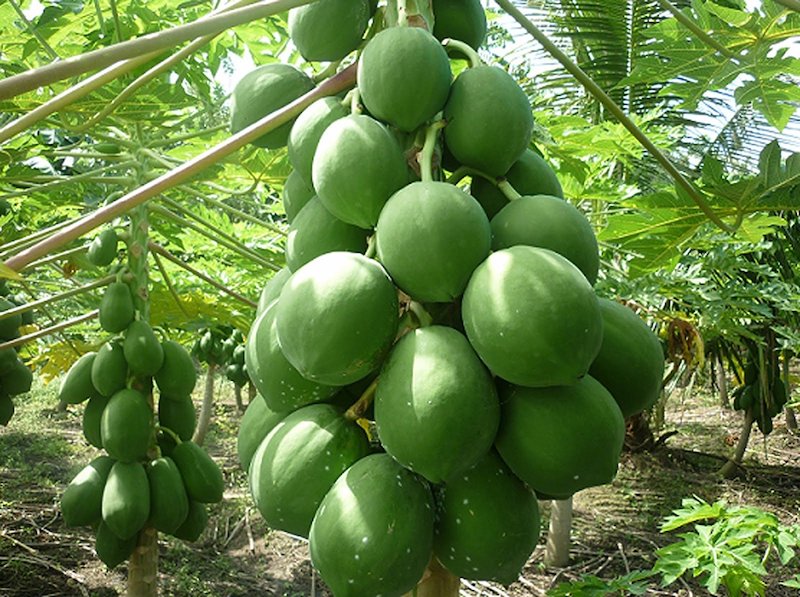 Mơ thấy quả đu đủ