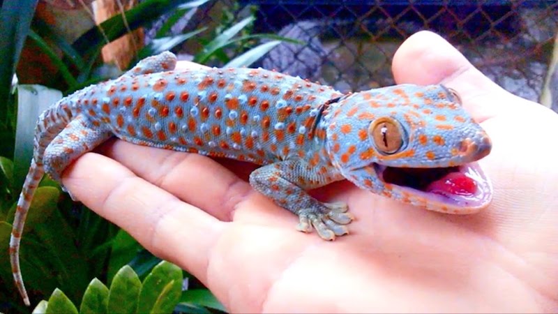 tắc kề kêu là điềm gì